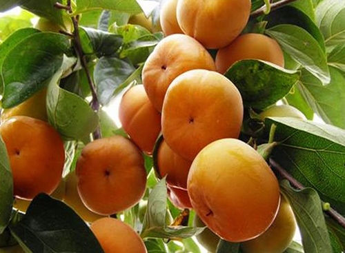 陜西原釀柿子醋